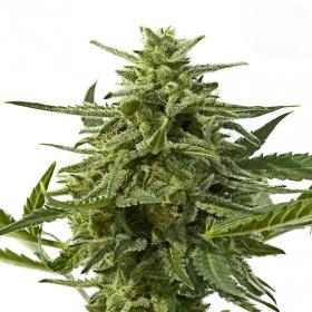 Northern Haze Express Auto Feminised Seeds